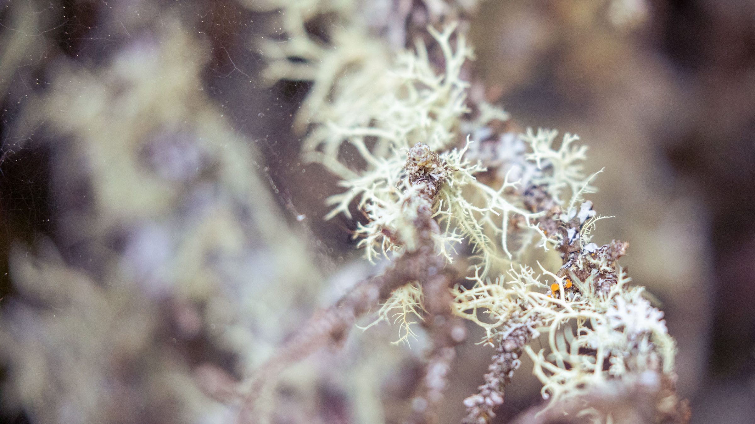 specks of dust are caught like stars in a spiderweb enveloping a close-up image of pale green moss and lichens.